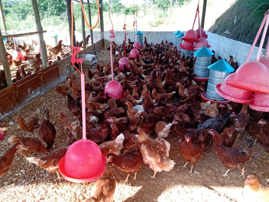Após curso do SENAR Rio, produtora rural garante aumento de renda com produção de ovos caipiras